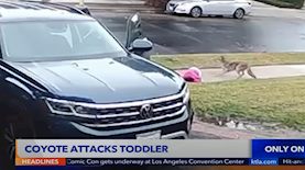 הילדה מותקפת, צילום: צילום מסך KTLA